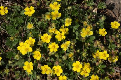 Yellow Flowered Potentilla Ground Cover