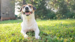 terrier laid on a lawn smiling