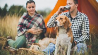camping with dogs