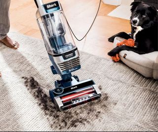 Shark Stratos Upright vacuuming hair off a carpet with a dog beside it