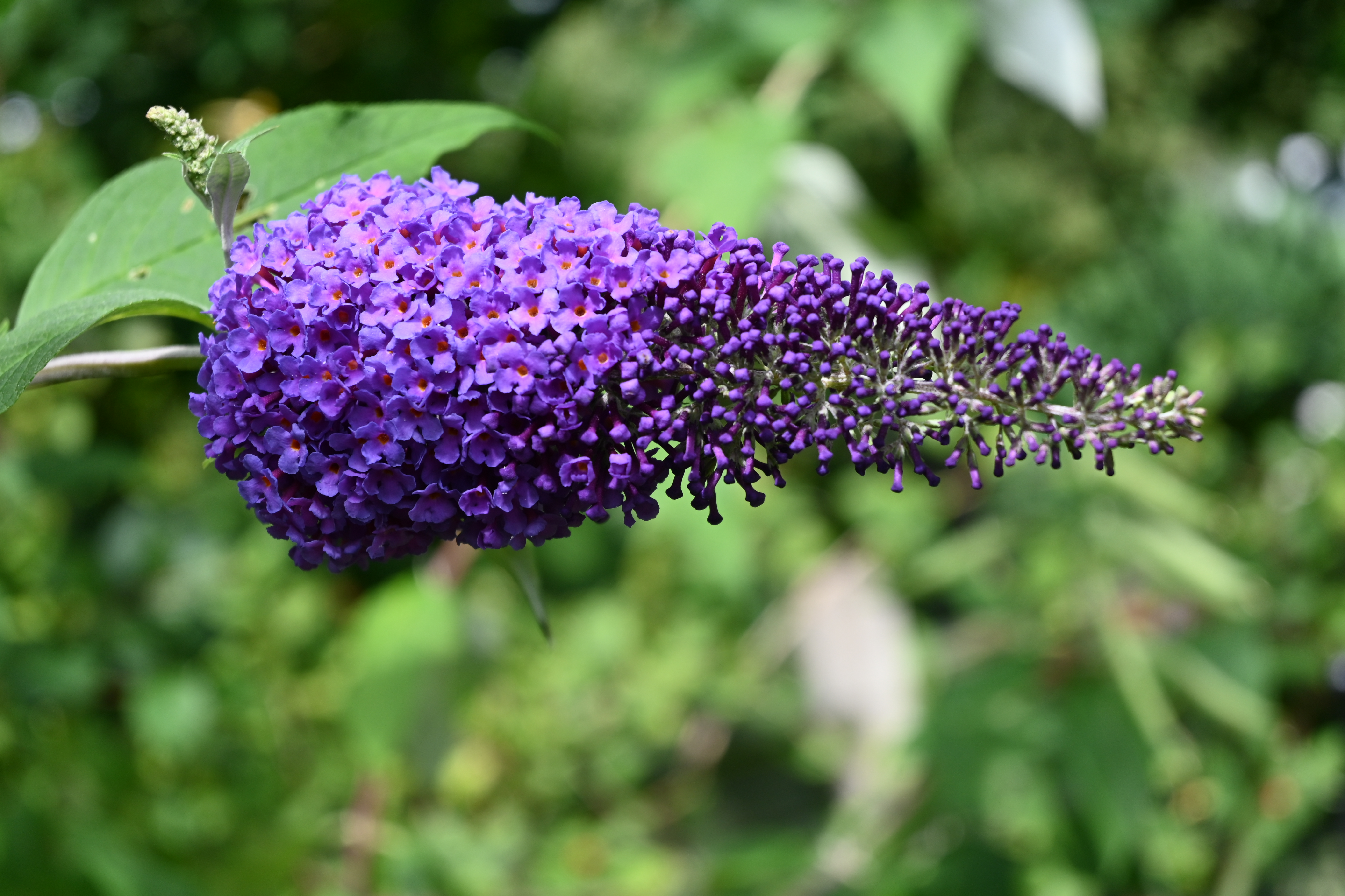 Nikon Z fc review image samples