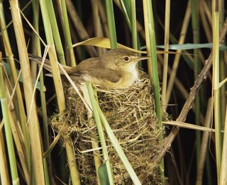 how to identify bird nests