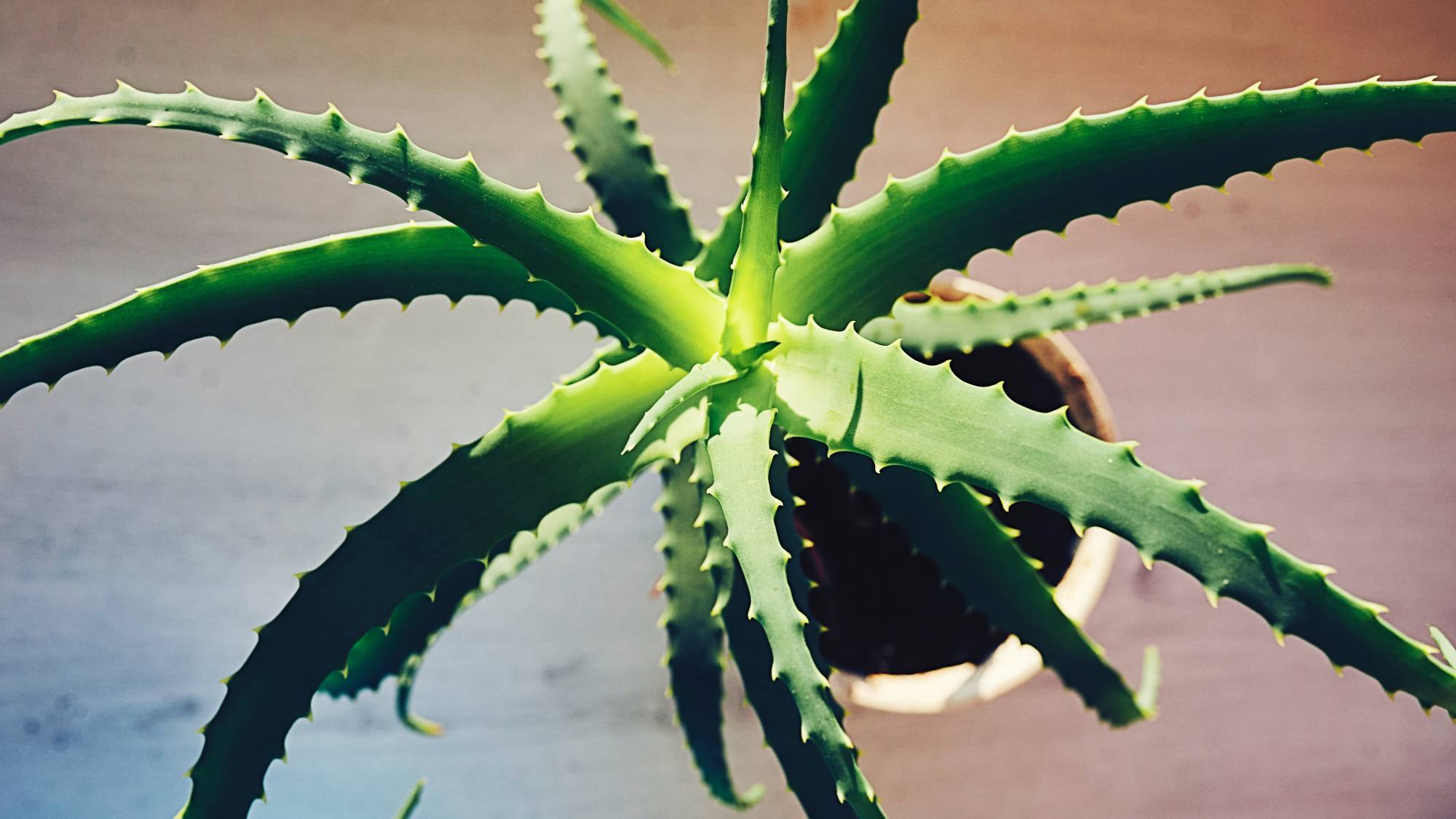 Properties of Aloe Vera: get to know this super nutritious and digesti, image size:2000x1125