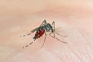 asian-tiger-mosquito