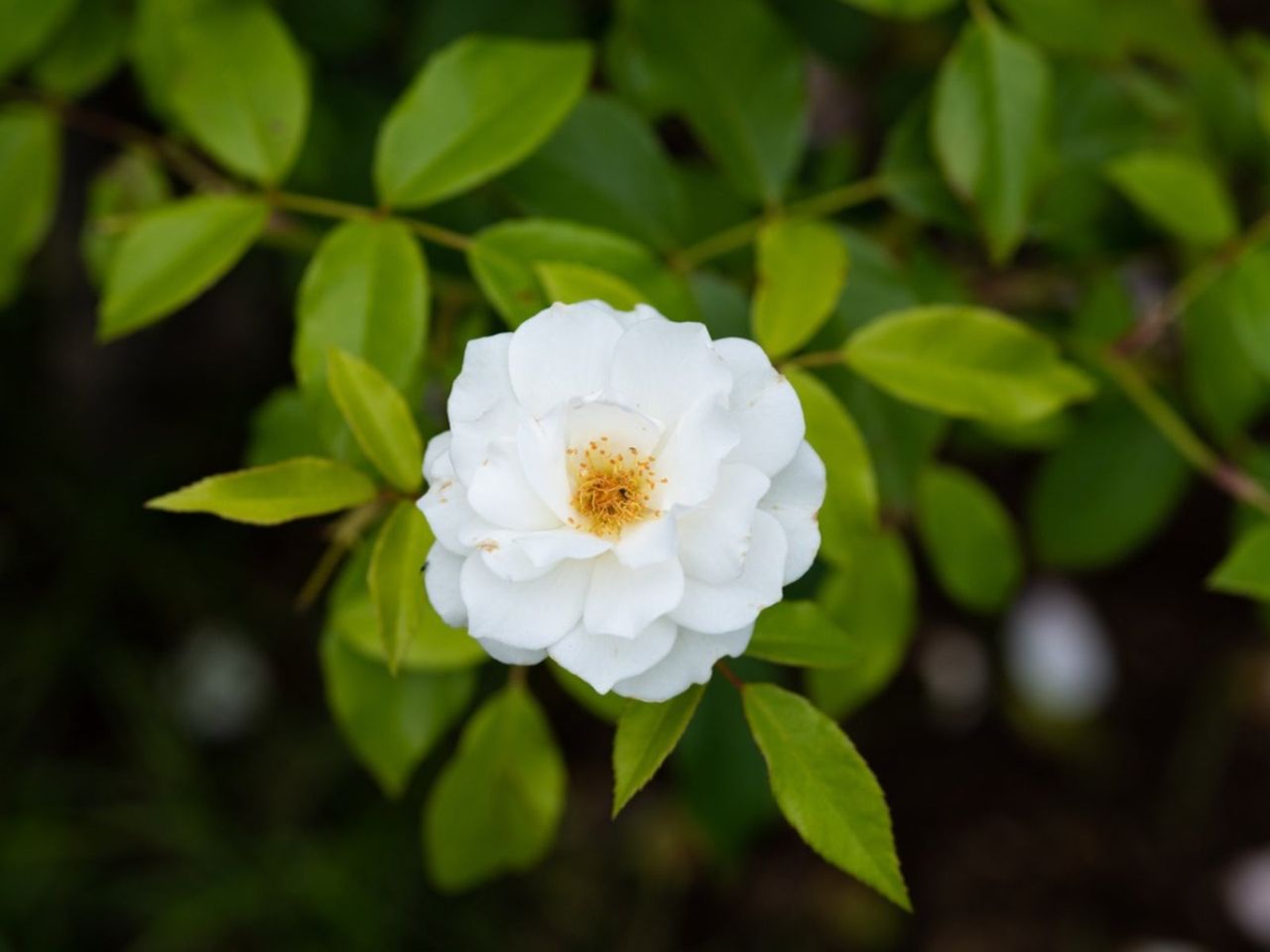 White Iceberg Rose