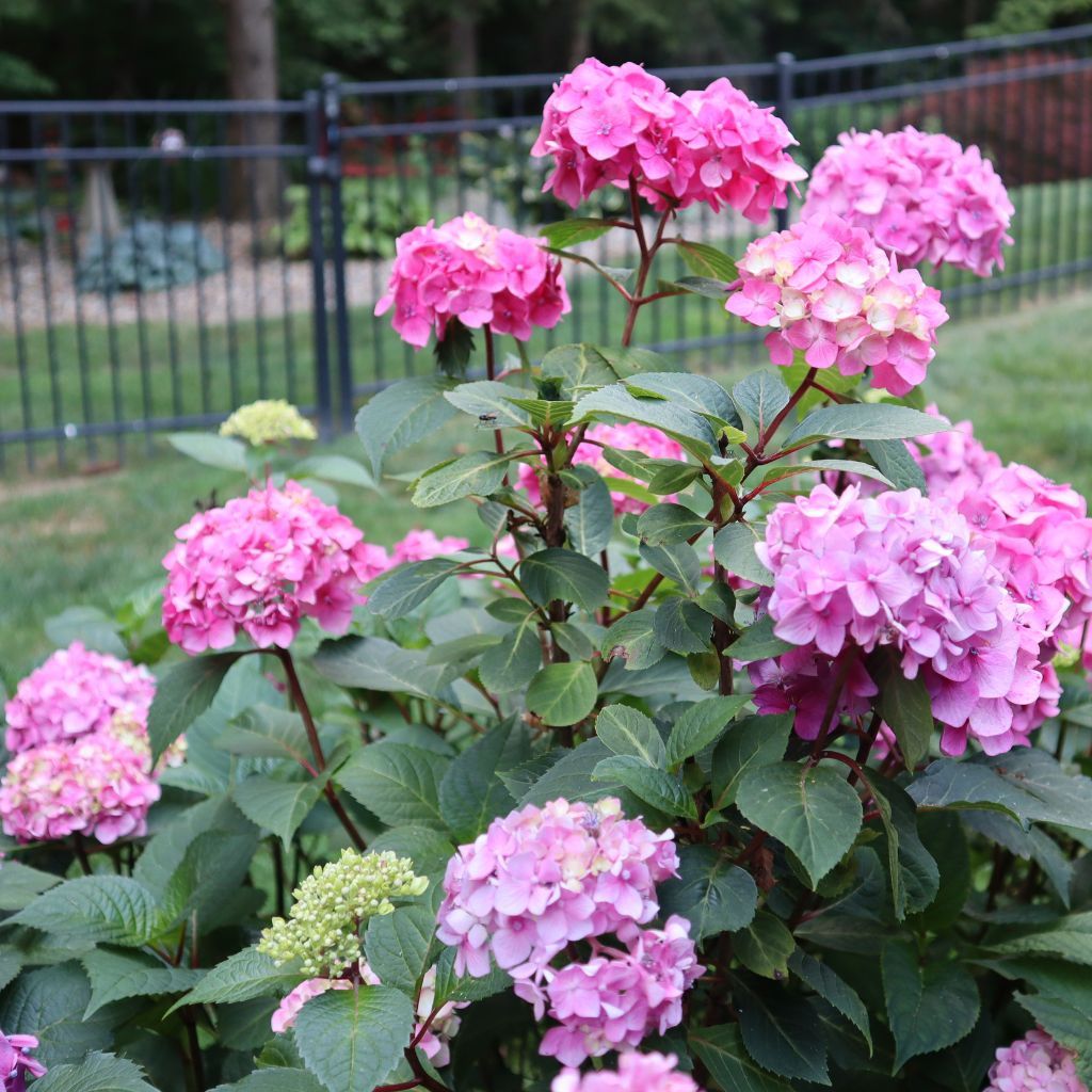 Top 10 Questions About Hydrangeas | Gardening Know How