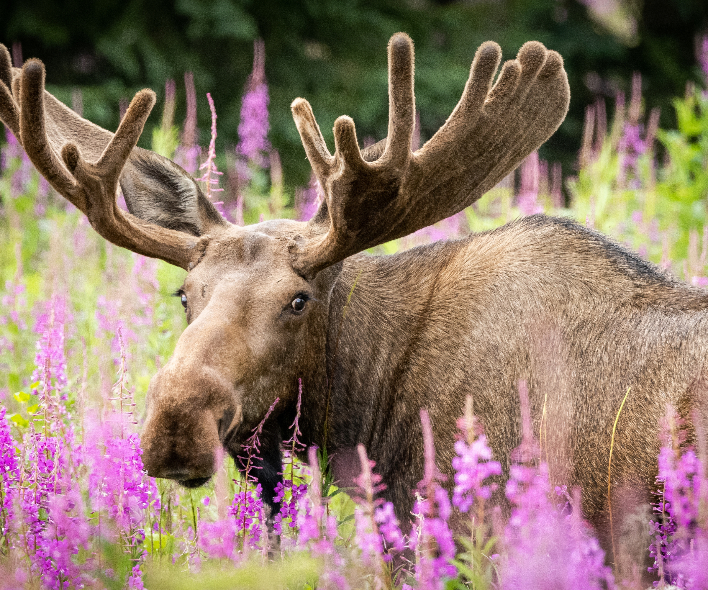 A serene moment captured of a bull moose in velvet surrounded by vibrant pink Fireweed flowers, showcasing the beauty of Alaskas summer landscapes.