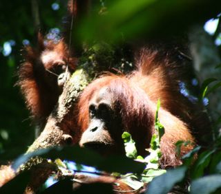 Orangutans up in the trees