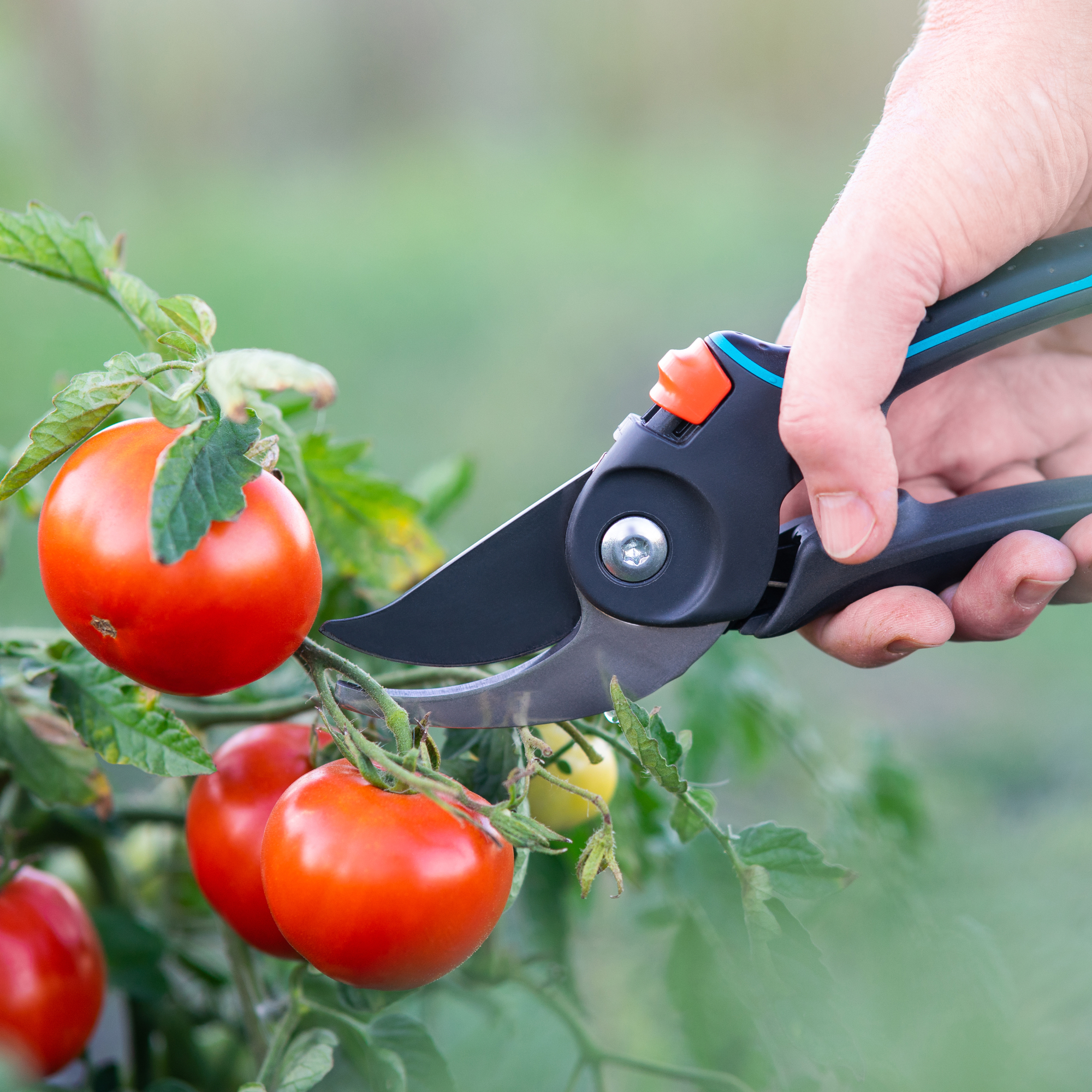 Hand pruning tomato