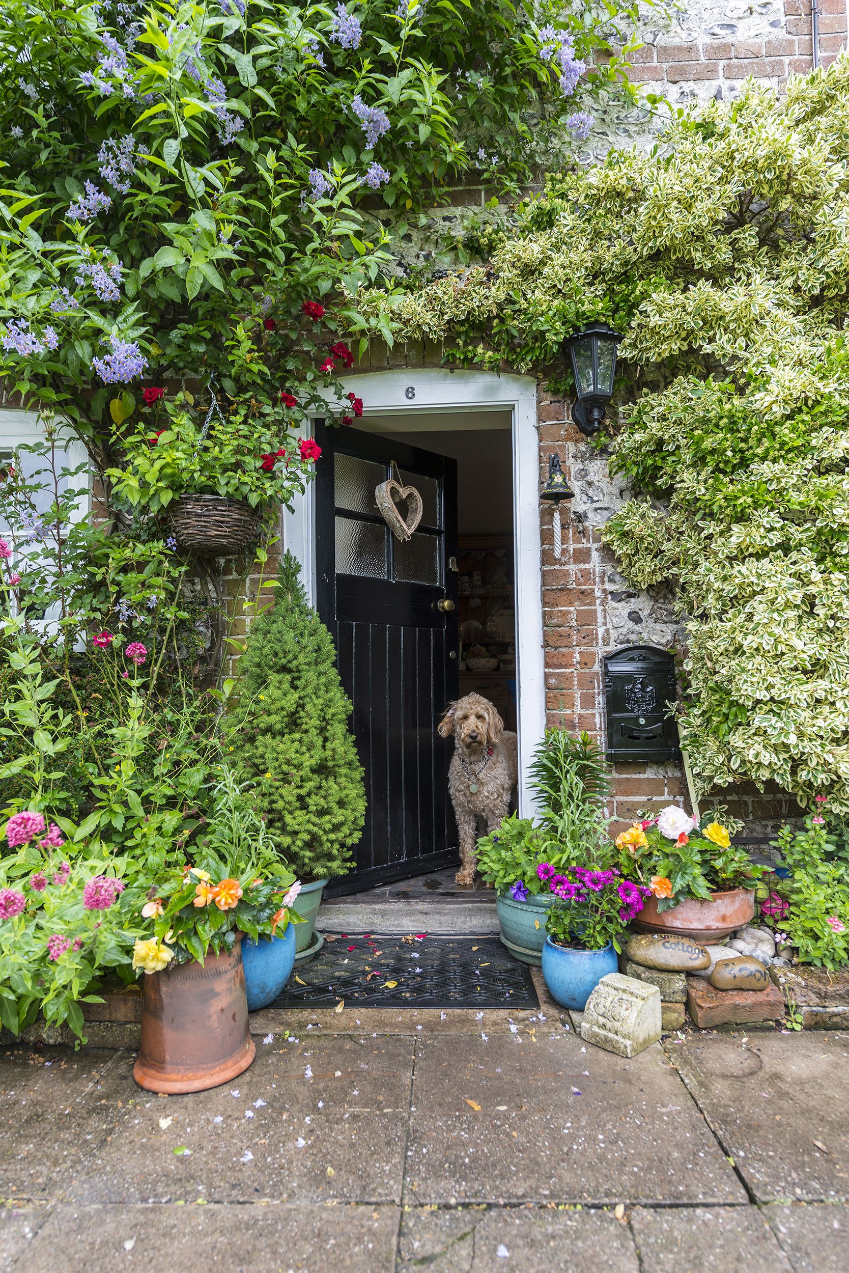 cottage front door with dog