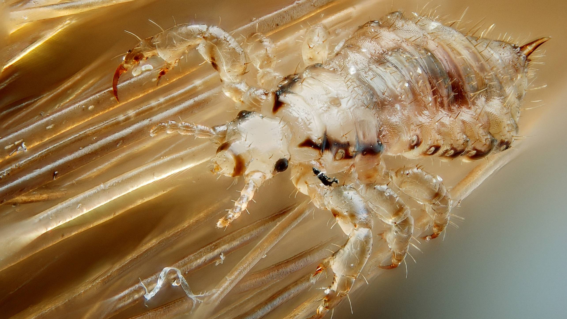A photo of the parasitic insect that causes head lice.