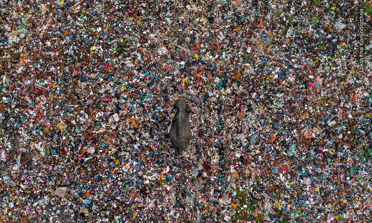 A lone animal wanders across a vast, colorful expanse of litter and plastic waste, highlighting environmental pollution