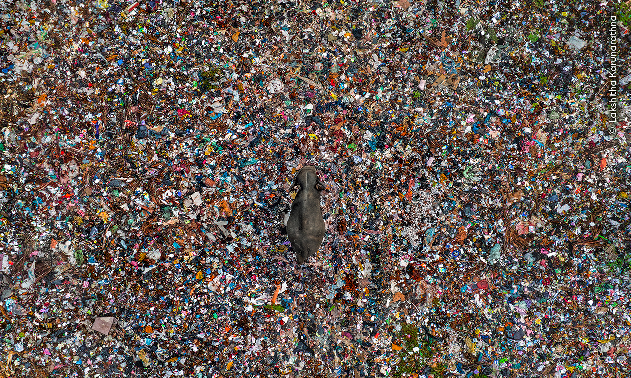 A lone animal wanders across a vast, colorful expanse of litter and plastic waste, highlighting environmental pollution