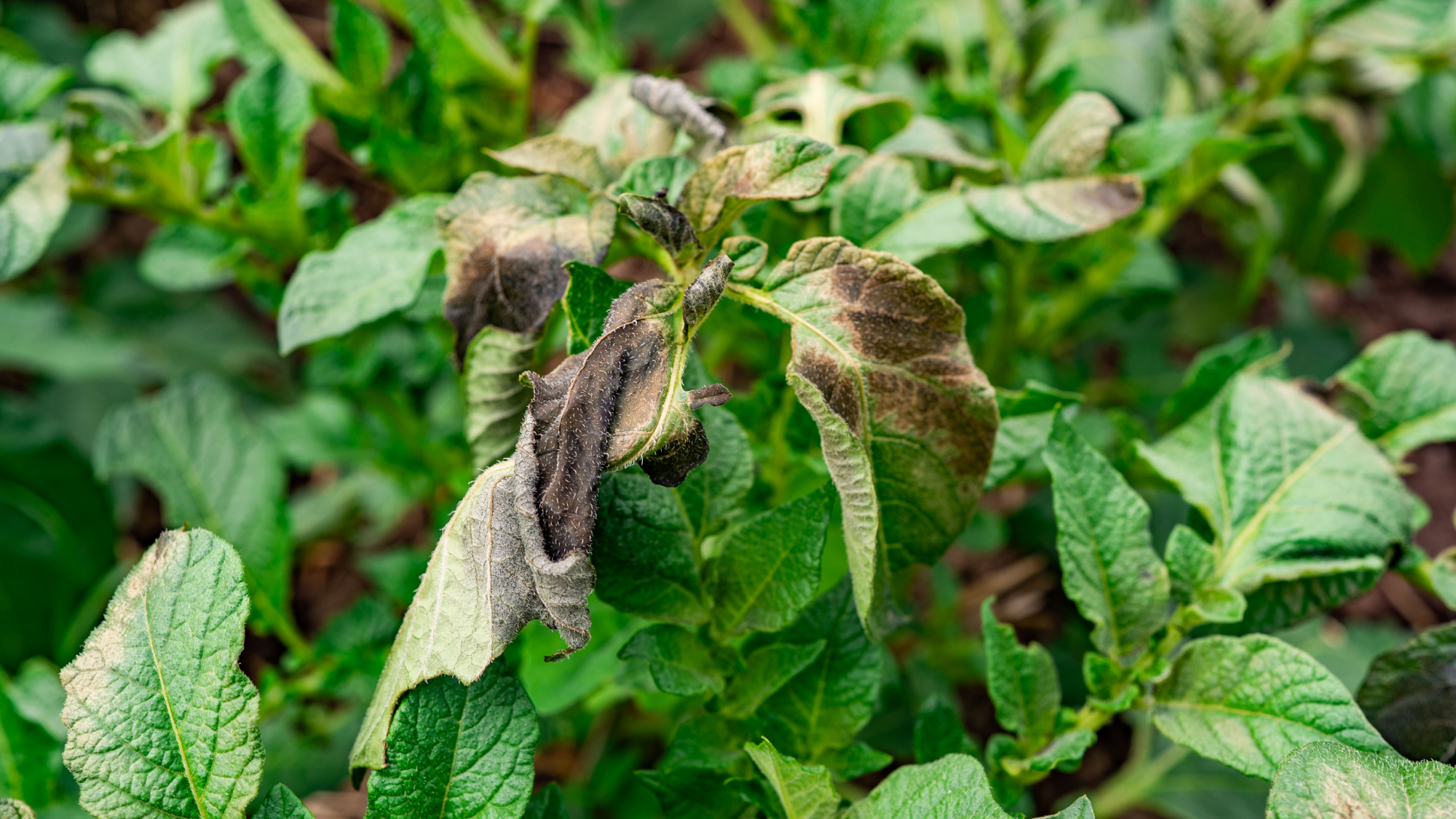 diseased potato plant