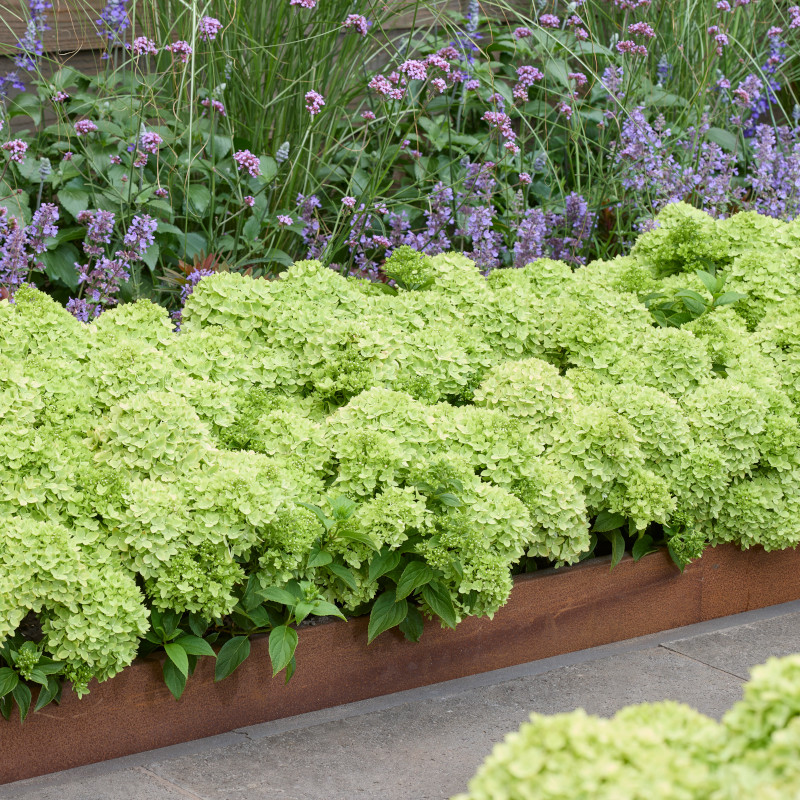 Groundbreaker&amp;reg; Greeny&amp;trade; Hydrangea
