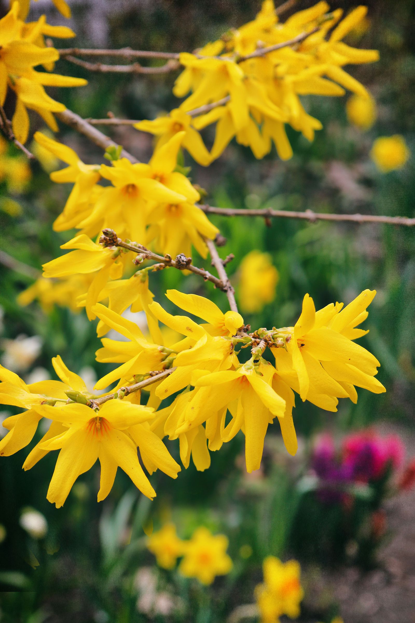 Best shrubs for privacy the top 10 varieties for your yard