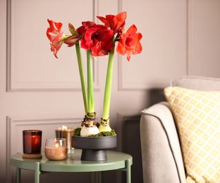 red amaryllis plants in lounge container display