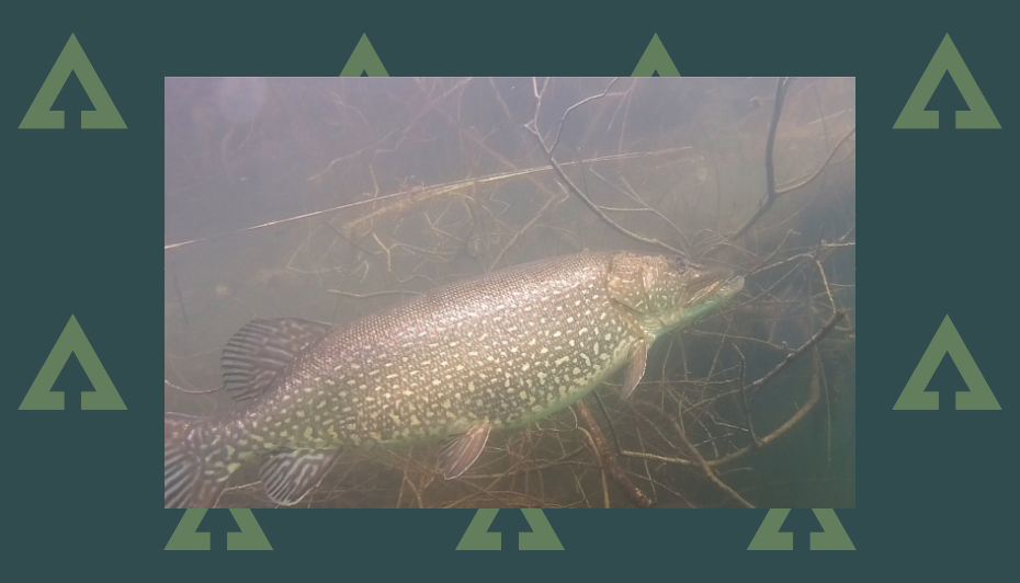 Wykeham lakes pike Clearance