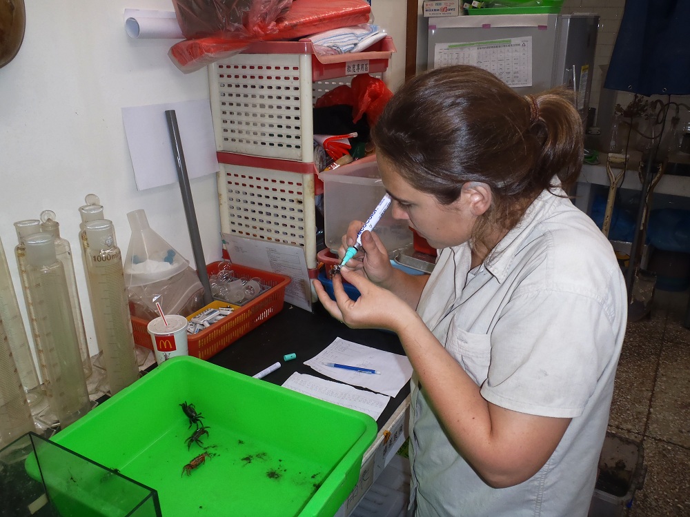 Virginia Schutte putting codes on the shells of live crabs using paint markers. This allowed her to keep track of individual organisms in her cage experiment.