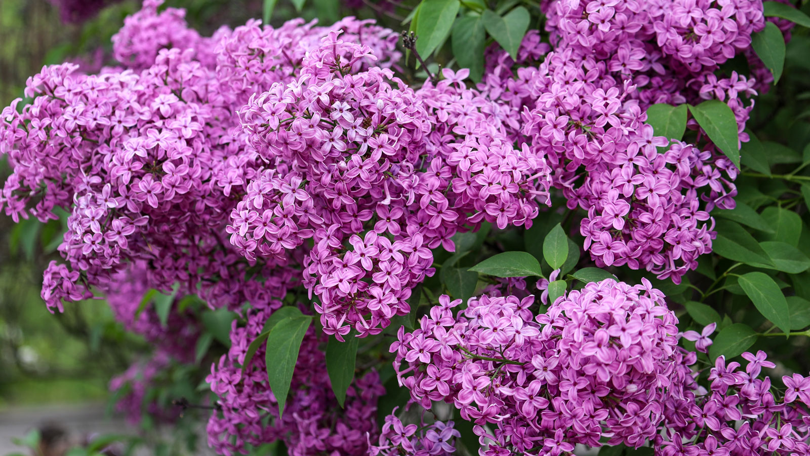 flowering lilac shrub being used as privacy screen plant