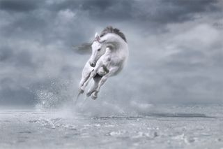 White horse jumping