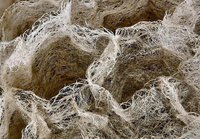 wasp nest