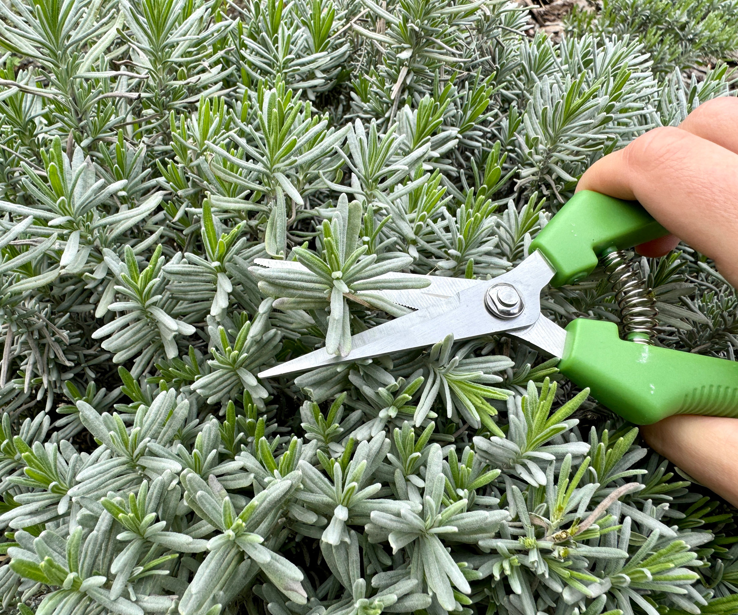 hand holding green pruning snips while carrying out a green tip sweep cut of lavender bush