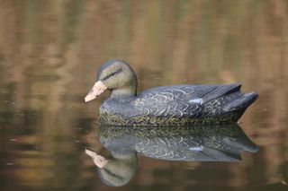 Plastic duck sitting on a lake