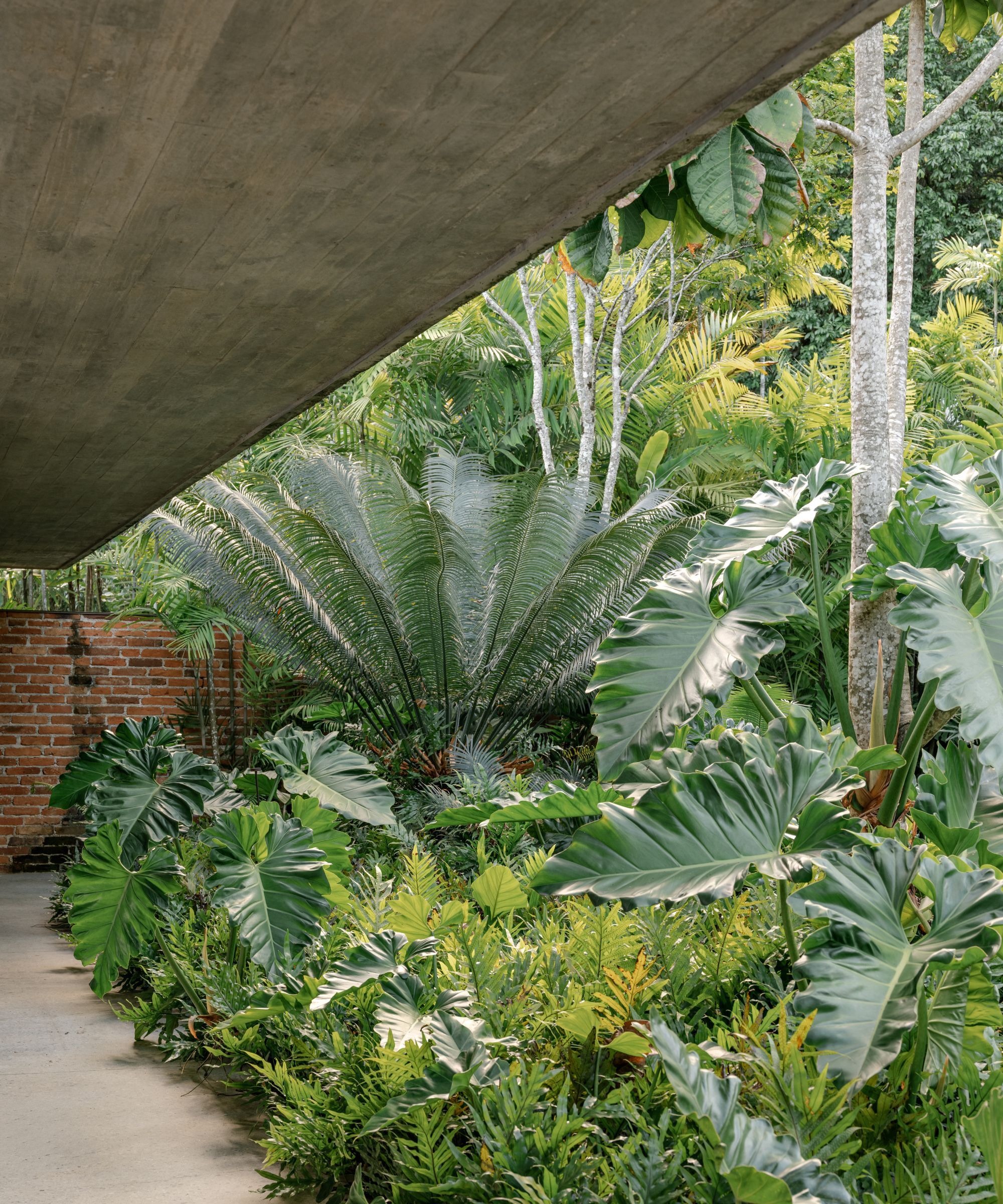 Tropical garden