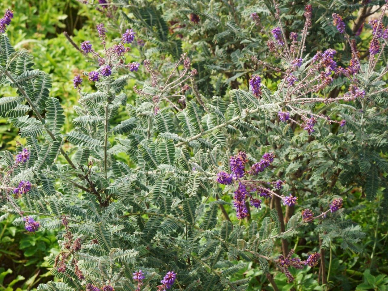 Lead Plants In The Garden