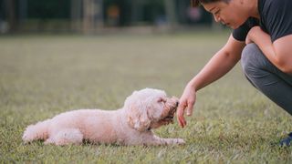 Puppy sniffing woman's hand in the park