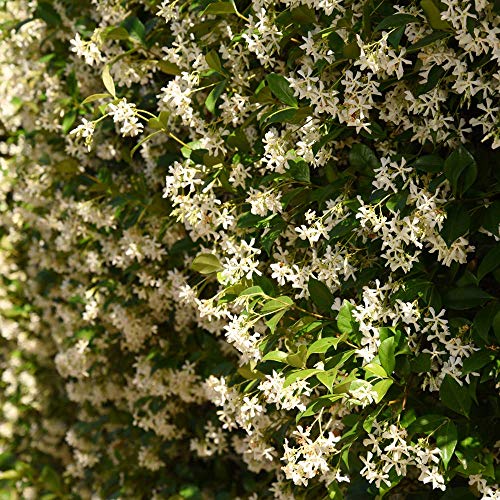 Perfect Plants Confederate Jasmine Live Plant, 1 Gal (2-Pack), Star Vine