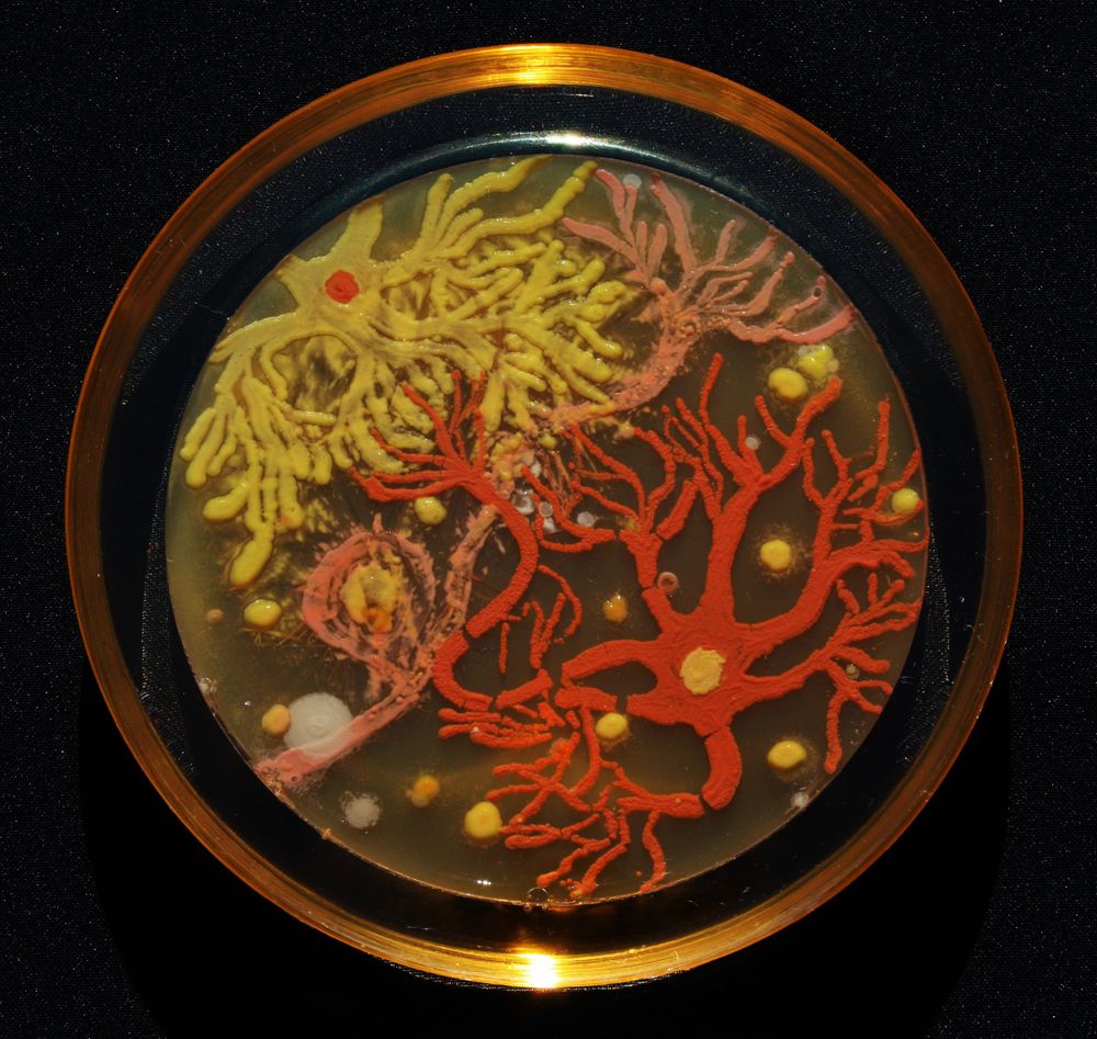 Microbe Masterpieces Scientists Create Cool Art from Bacteria Live