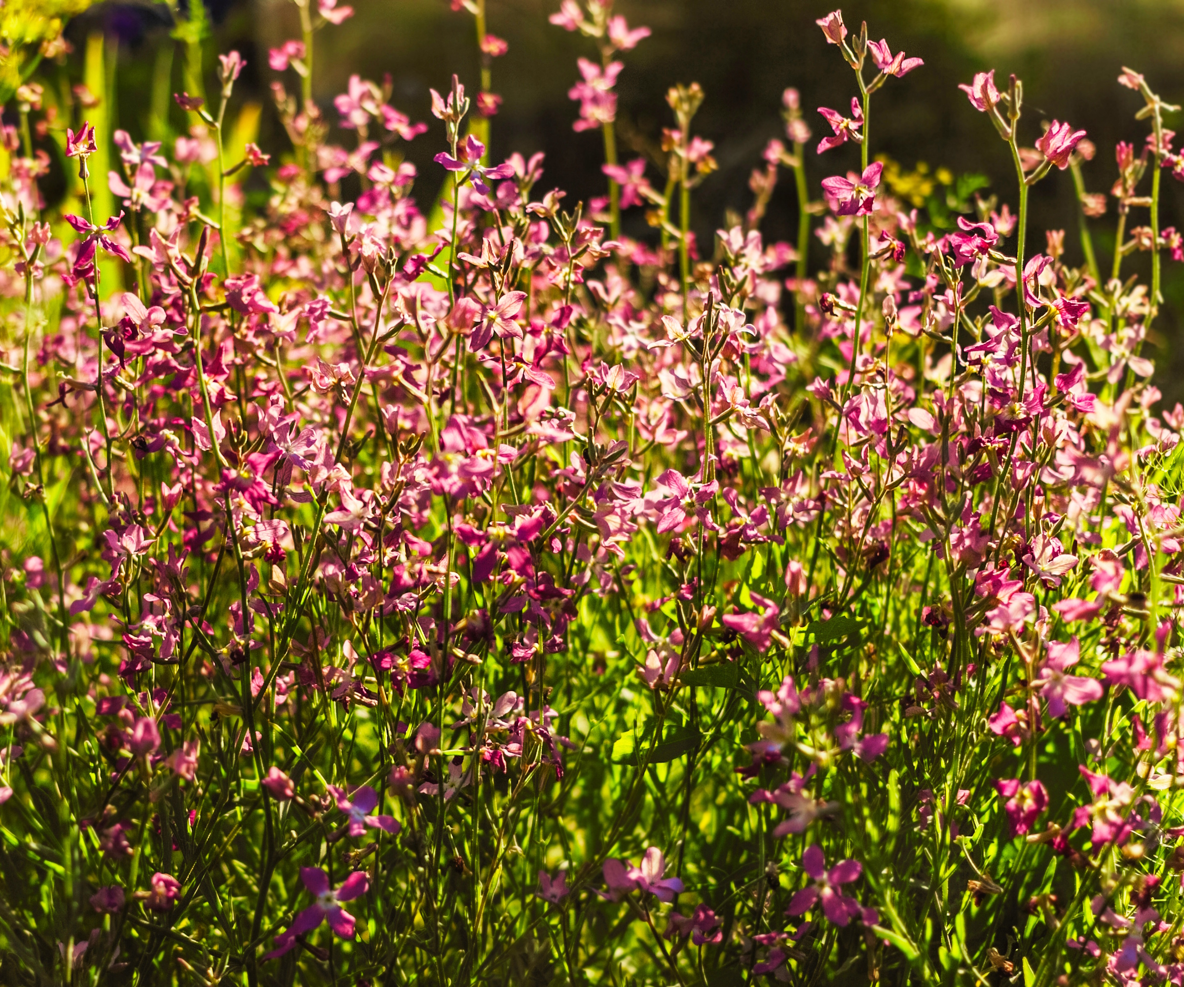 Pink Matthiola longipetala flowers in the sunshine