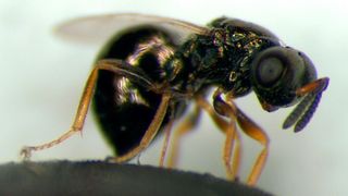 A female jewel wasp.