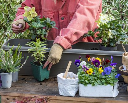 Planting up winter container