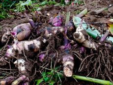 Pile Of Canna Bulbs Covered In Soil
