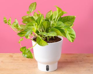 Global Green pothos in white self-watering pot