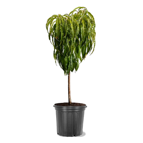 Amazon Bonanza peach tree