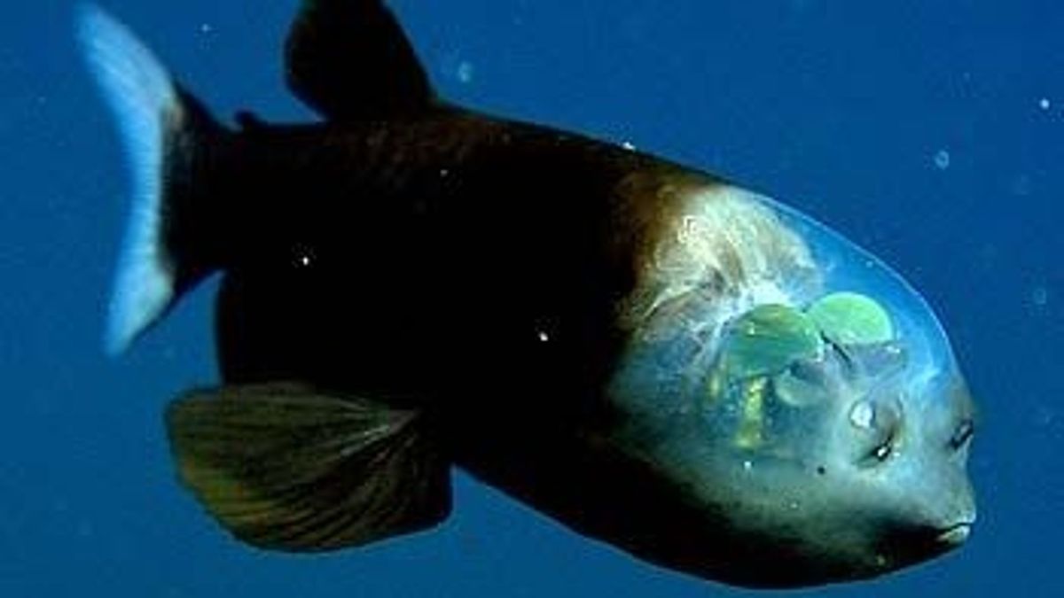 Barreleye fish: The deep-sea weirdo with rotating eyes and a see-through  head