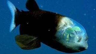 A picture of a barreleye fish shows its transparent head and tubular eyes.