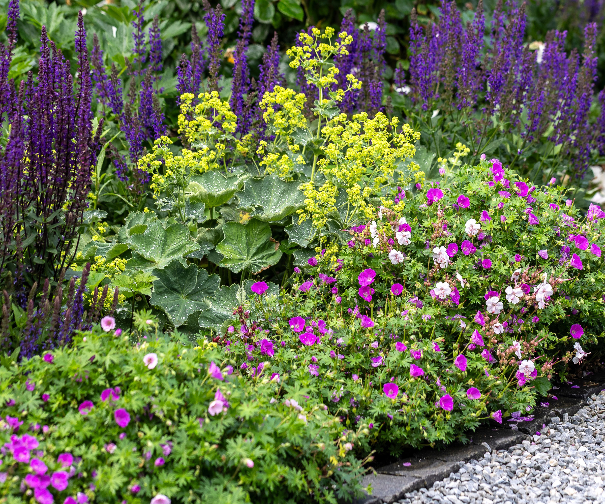 alchemilla, hardy geranium and salvia in herbaceous border