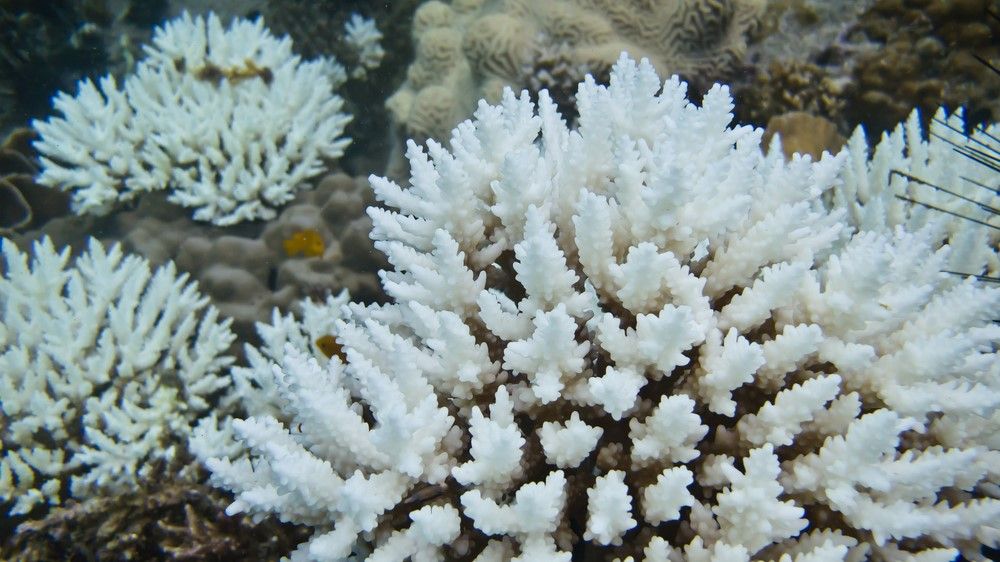 Bleached corals