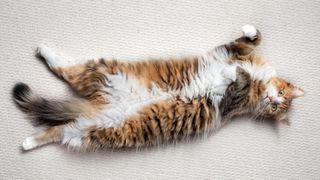 Cat lying on back