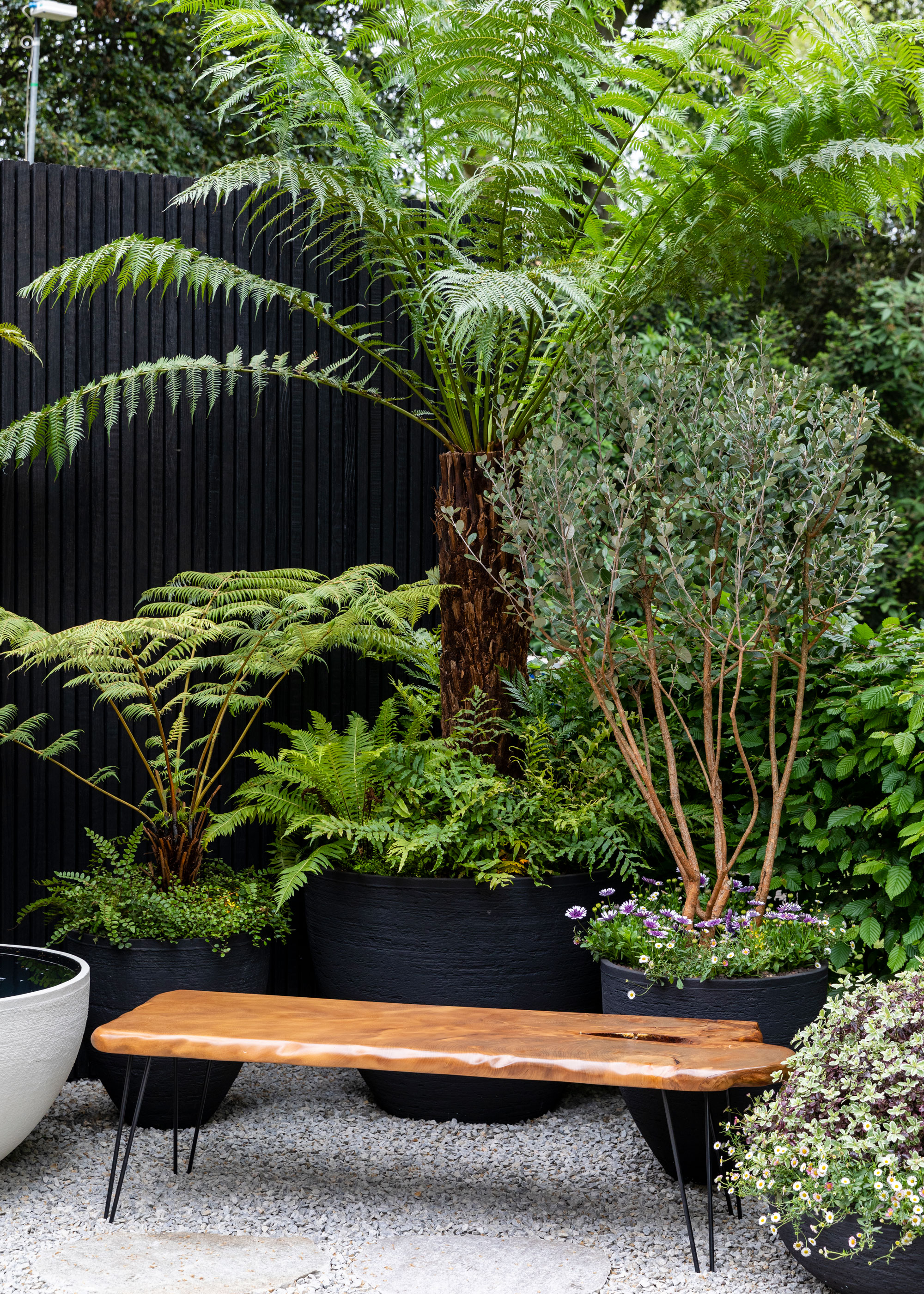 small garden with tree ferns, small ferns, plants in containers, wooden garden bench, gravel and black fence