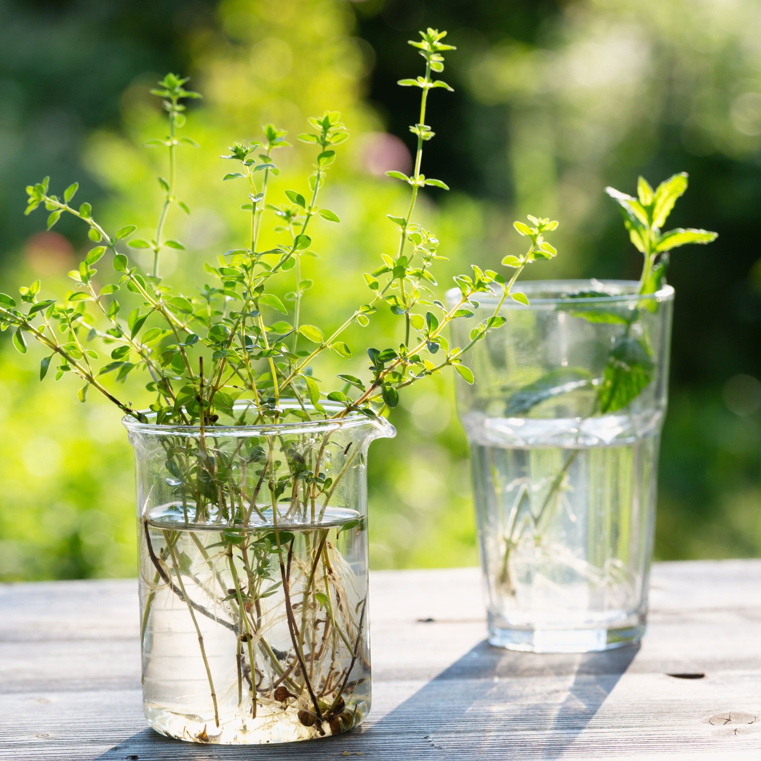 thyme and mint cuttings rooting in glasses of water on garden table