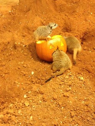 Meerkats Eat a Pumpkin at the Chattanooga Zoo