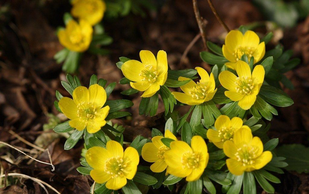 Yellow Winter Aconite Plants