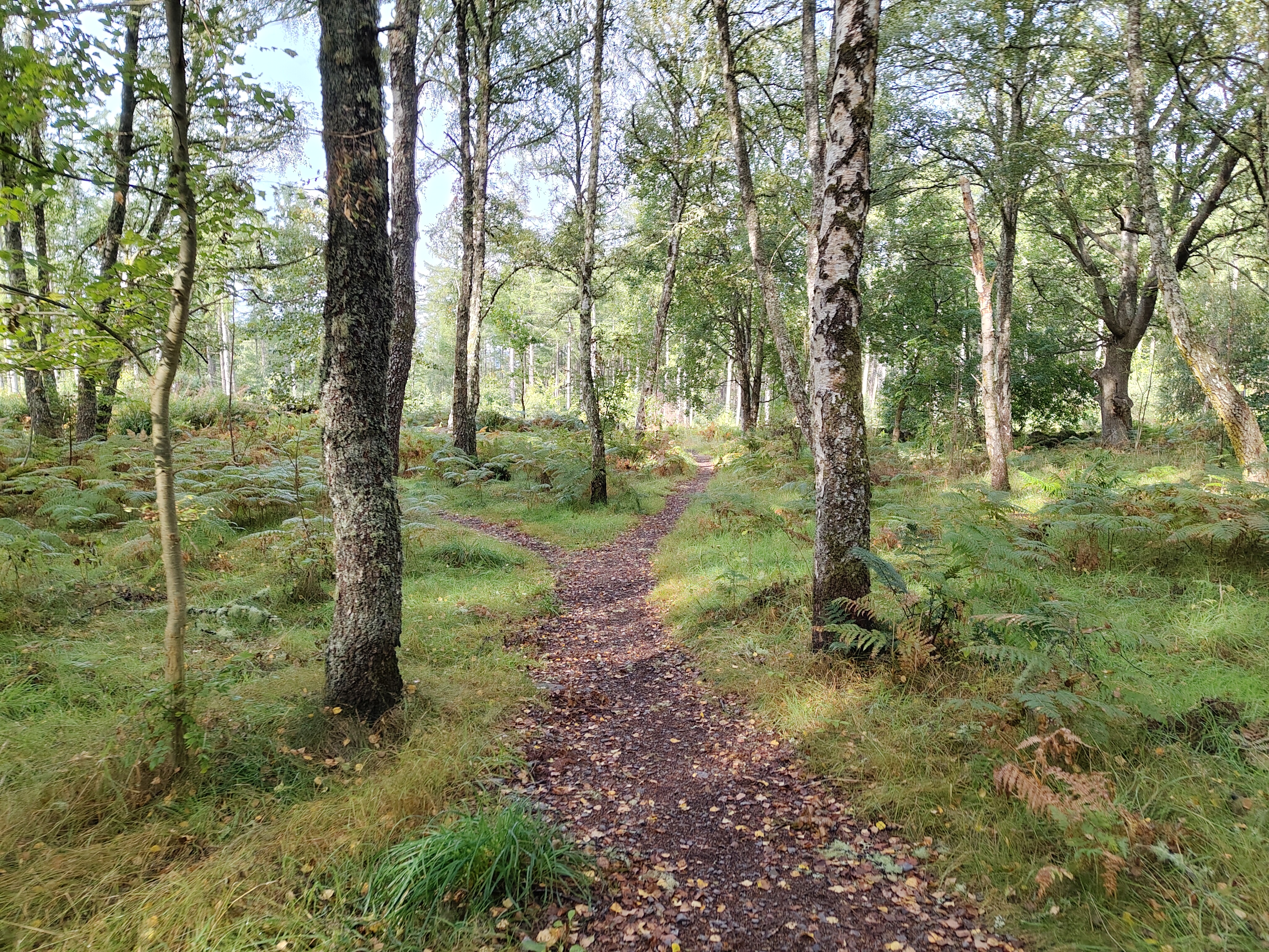 A camera sample taken on the Fairphone 6 showing a path in some woods.