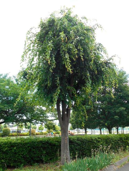 Tall Zelkova Tree